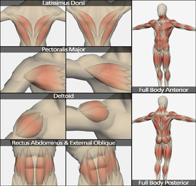 Approximating different muscles using the fusiform shape 