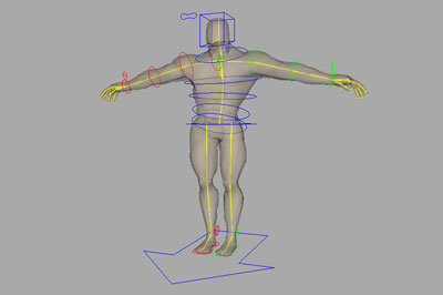 The rig of the model with the control curves
